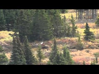 Long Range Pursuit - Dustin Roe Stone Sheep/Canadian Moose