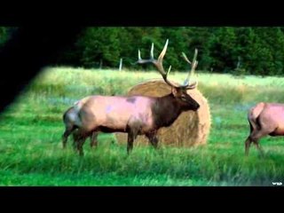 Nock On - Screamin' Success