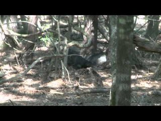 Mojo TV - Canadians over Kansas