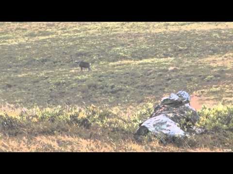 Into High Country - Alaska's Barren Ground Caribou
