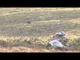 Into High Country - Alaska's Barren Ground Caribou