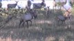 Easton Bowhunting TV - Two Giant Elks for Two Hunters