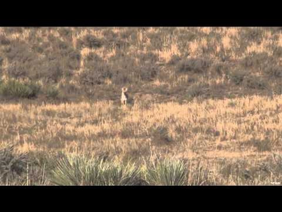 M2D Camo's Livin' the Dream - Verminator 2 - Rise of The Coyotes