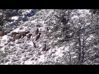 Long Range Pursuit - Wyoming Snow Elk