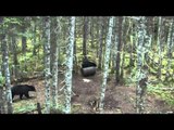 Woods n' Water's North American Big Game Adventures - Spring Black Bear at Victoria Outfitters