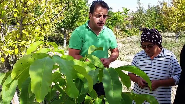 Ceviz Tohumundan Chandler Ceviz Fidanı Yetiştirme
