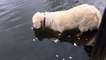 Smart Dog catches a Fish with Mouth using Bread as Bait