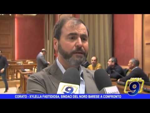 Corato | Xylella fastidiosa, i sindaci del Nord barese a confronto