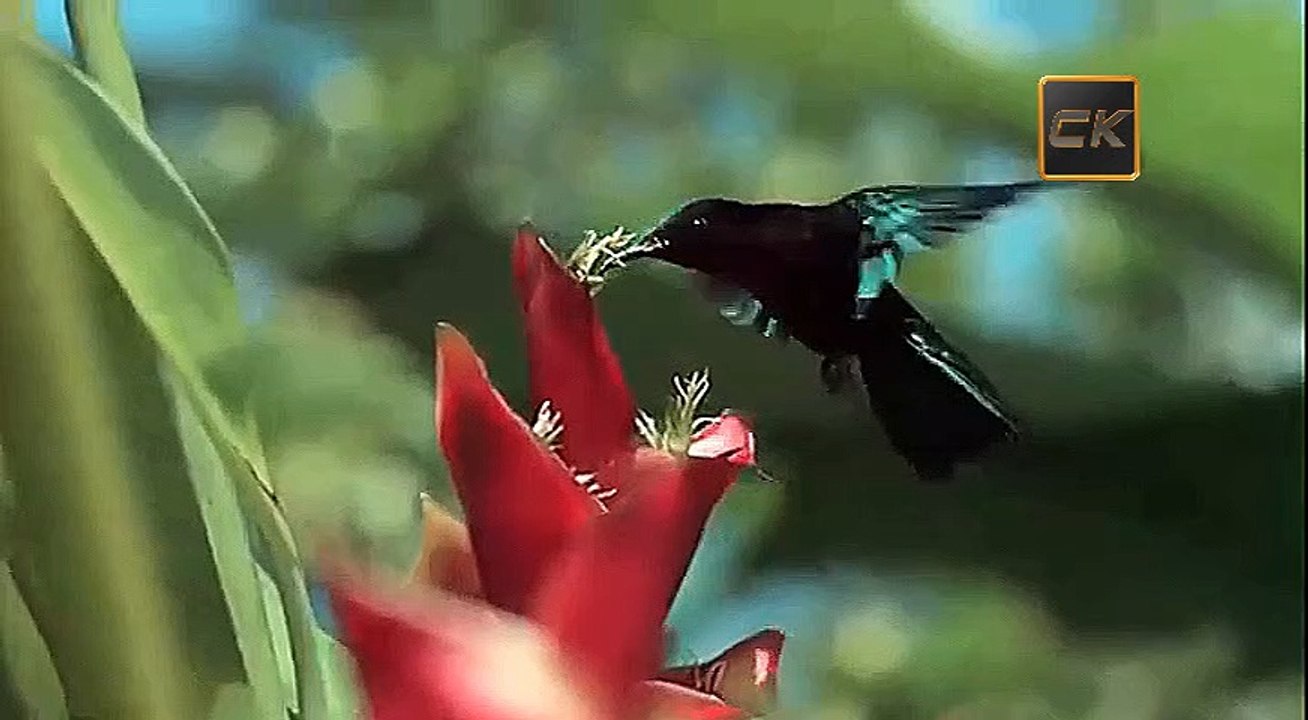 Танцы на стёклах. Максим Фадеев