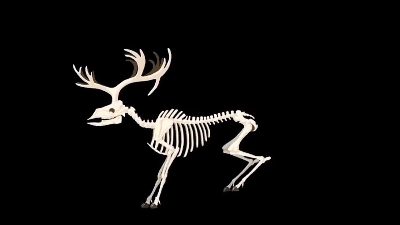 Skeleton Animation Cycles Running Animation