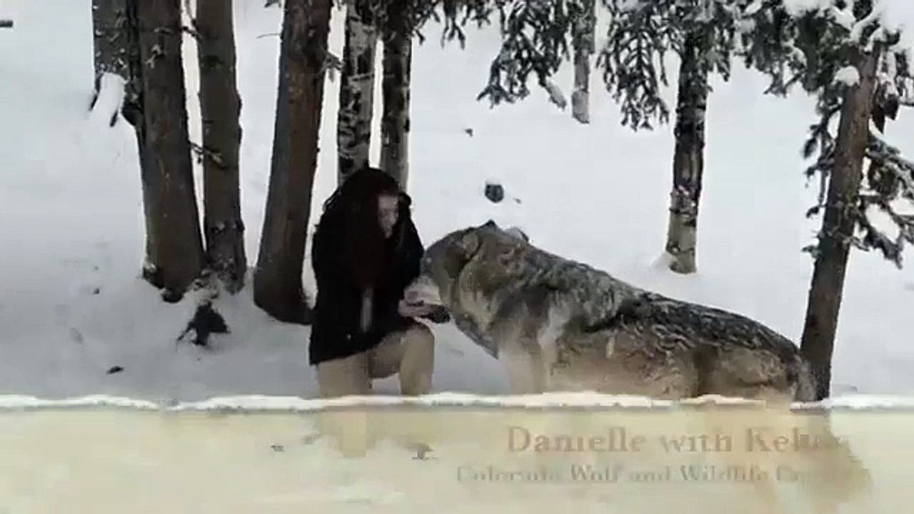 Le loup Kekoa rencontre une fille en pleine forêt