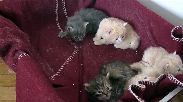 The Cutest Kittens 3 Weeks Old with Their Mom