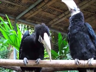 Tucans The Most Exotic Birds in The World