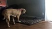 Dog Sits on Kitten in Her Bed