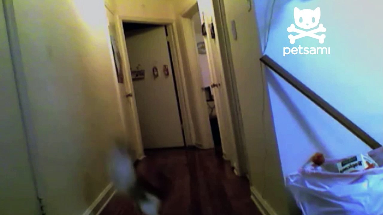 Cat goes crazy over shadow