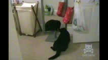 Cat goes insane over his reflection