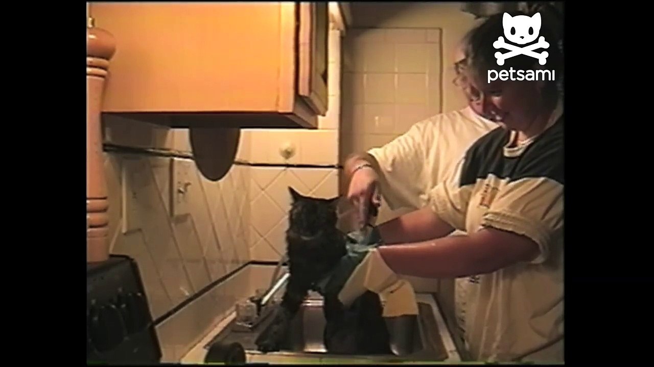 Cat hangs on for dear life when he is threatened with a bath