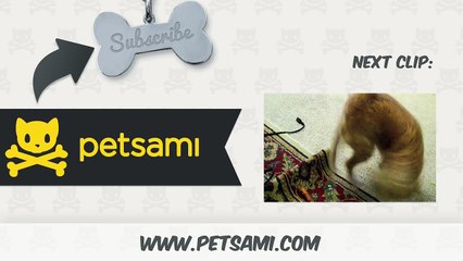 Cat has the itchiest butt ever