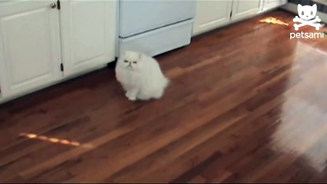 Cat is alarmed by the alarm