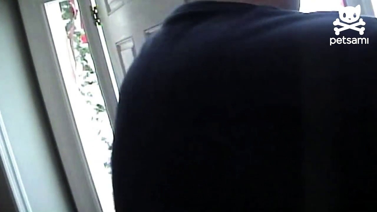 Cat slams man to the ground