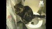 Cat is trained to use human toilet