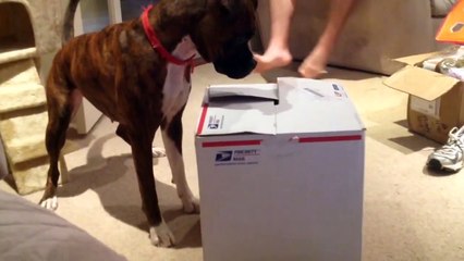 Cat Jumps Out of a Box to Scare the Dog