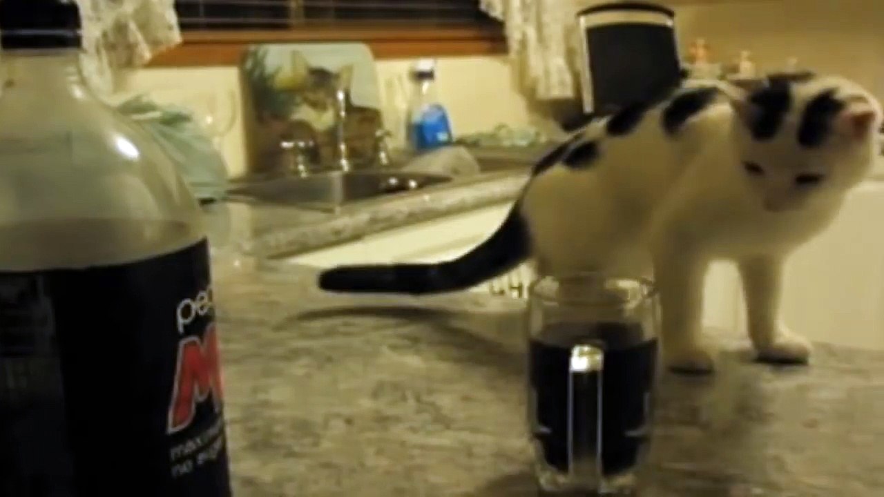 Cat Knocks Over Mug