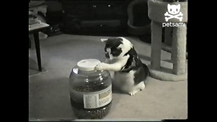 Cat learned to open his food jar