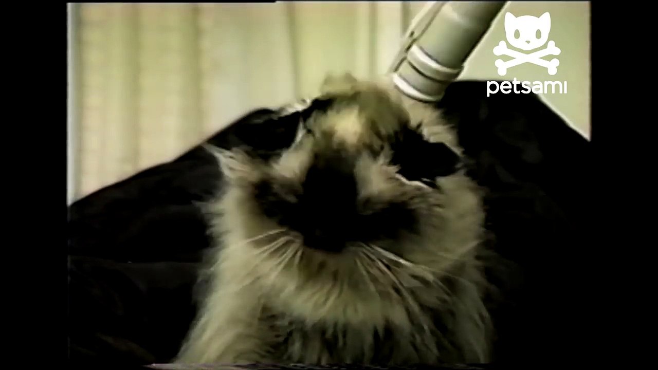 Cat loves having his head vacuumed