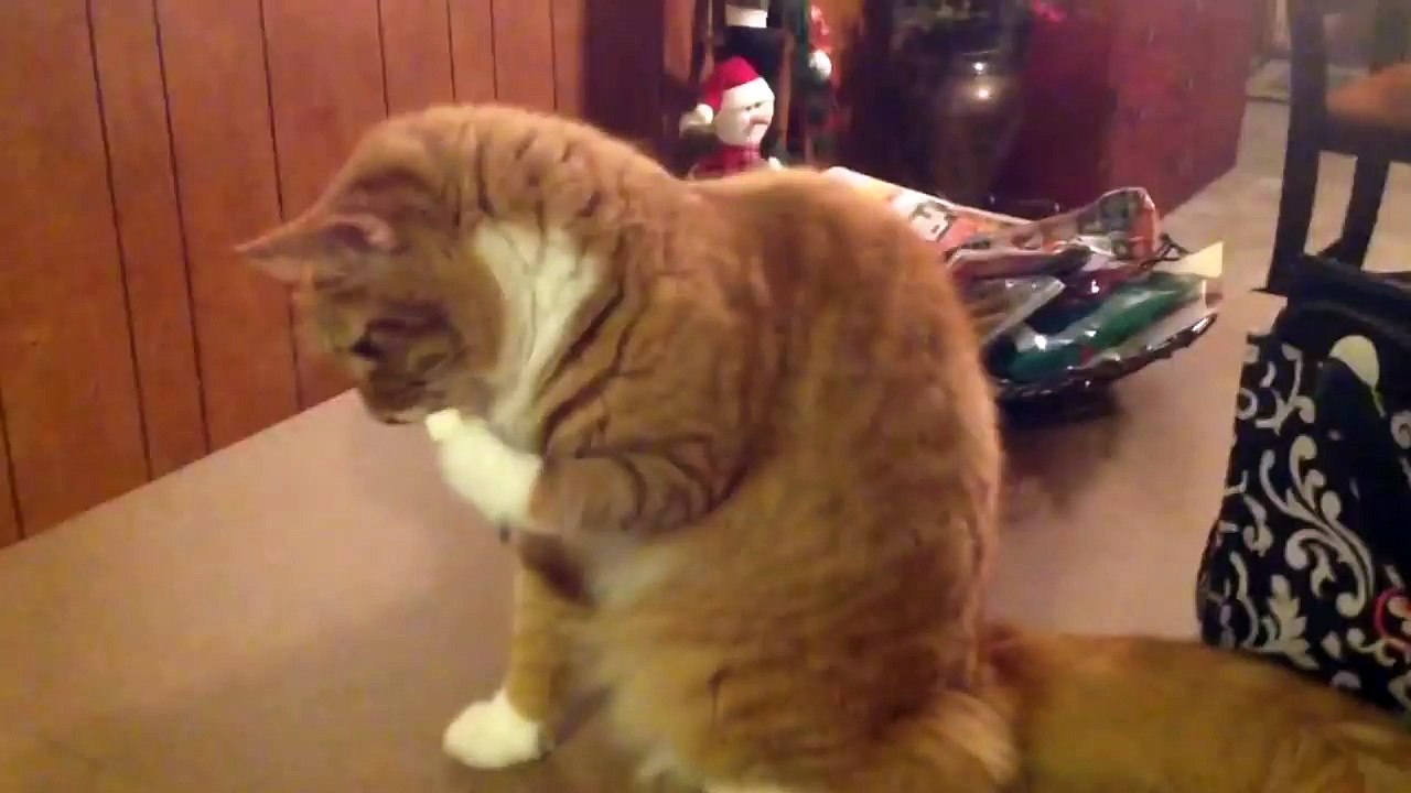 Cat Loves His Marshmallow