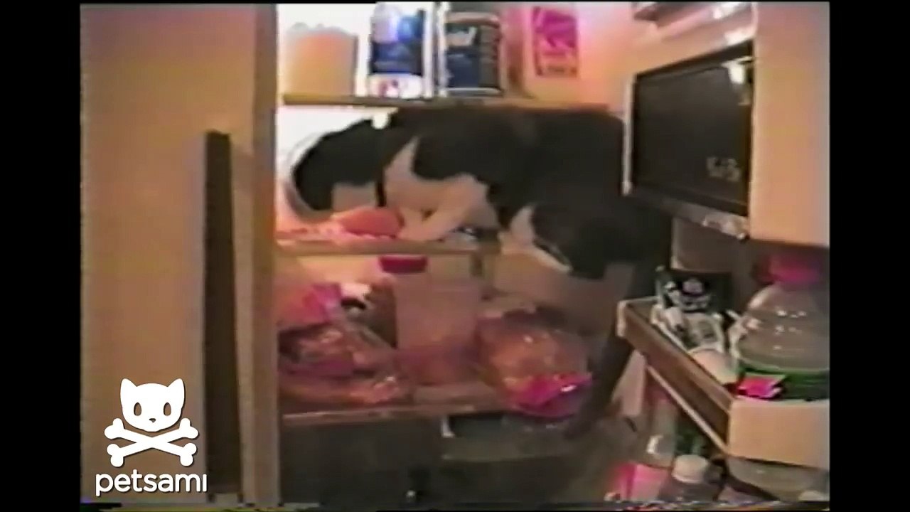 Cat opens the fridge and grabs a midnight snack