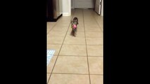 Cat Plays Fetch Like a Dog