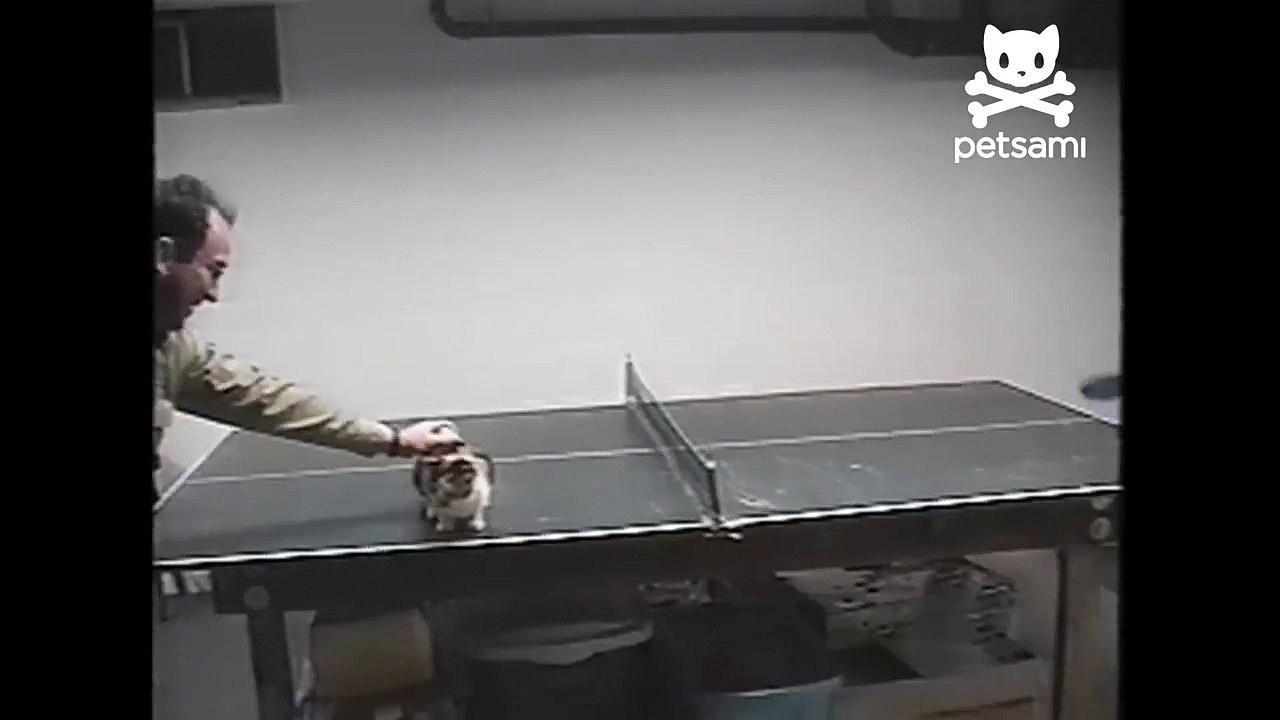 Cat plays ping pong