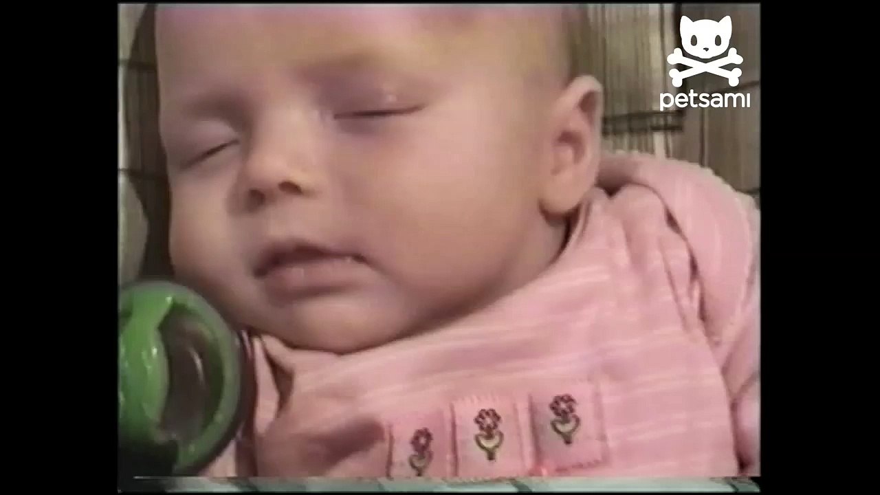 Cat Plays Rock-A-By Baby