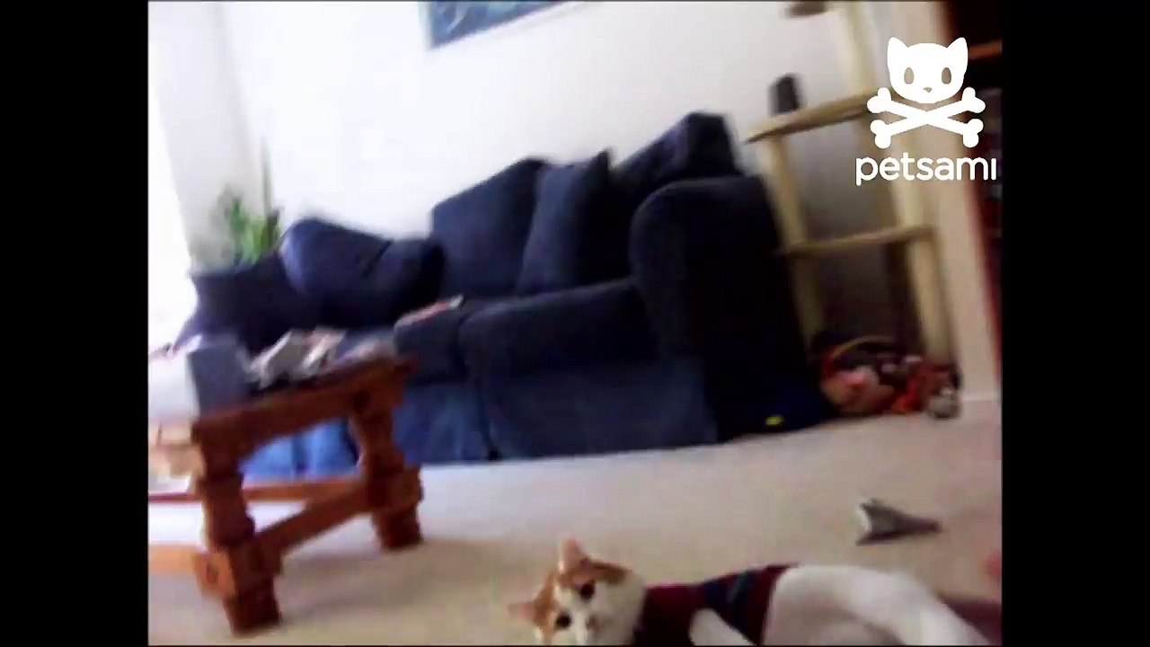 Cat rolls on the floor to try and remove his sweater