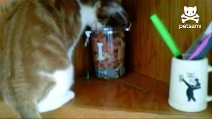 Cat steals cookie only to be robbed by dog