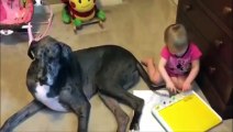 Köpeğin Kuyruğunu Boya Fırçası Olarak Kullanan Sevimli Kız