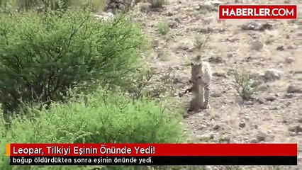 Leopar, Tilkiyi Eşinin Önünde Yedi!