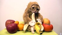 Maymun Kıyafeti ile Yeni Yıla Merhaba Diyen Soytarı Tekir Kedi