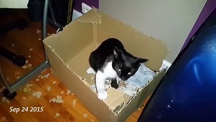 Mis Gibi Karton Kutusunu 97 Günde Yok Eden Manyak Kedi