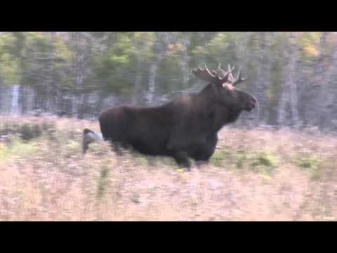 Maximus Outdoor Adventures - Lana's Mule Deer