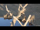 Easton Bowhunting TV - Colorado Mule Deer