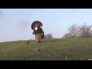 Mojo TV - Beak to Beak