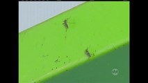 Mosquito da dengue pode provocar morte de animais domésticos