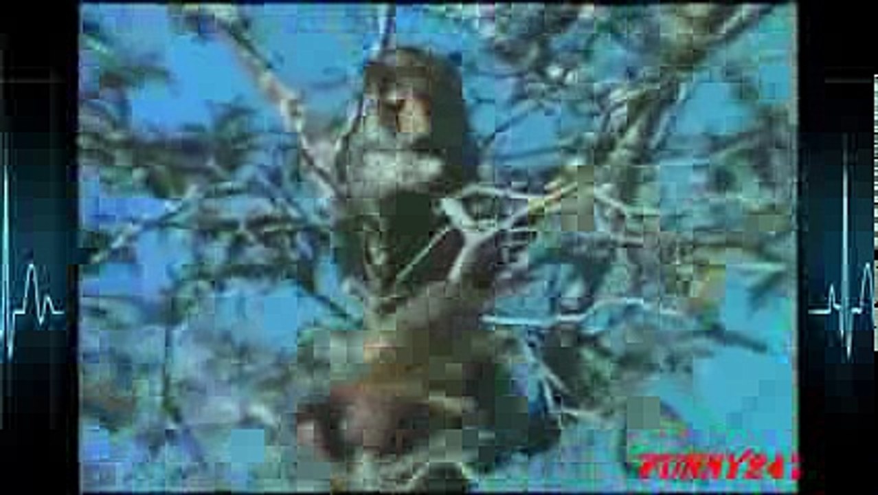 OMG Leopard attack Baboon to die ☆ Animals Attack