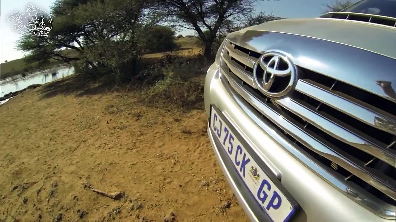 Lions Attack Car video Of People
