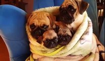 Moment calin pour cette famille de chiens adorables