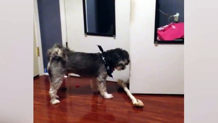 Ce chien ne lachera pas son gros os! Non non