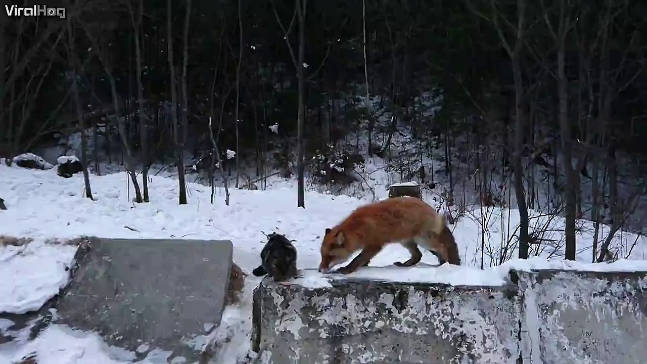 A fox and cat have a showdown over a sausage