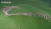 Vue aérienne incroyable d'un troupeau de milliers de moutons dans un champs en Nouvelle Zélande.